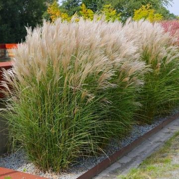 Miscanthus sinensis Kleine Silberspinne - Chinese Silver Grass - Large Specimen