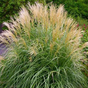 Miscanthus sinensis Krater - Yakushima Dwarf Miscanthus