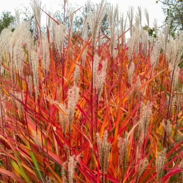 Miscanthus 'Purpurascens' - Flame Grass
