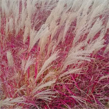 Miscanthus sinensis 'Ruby Cute'