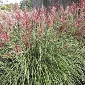 Miscanthus sinensis Cute One