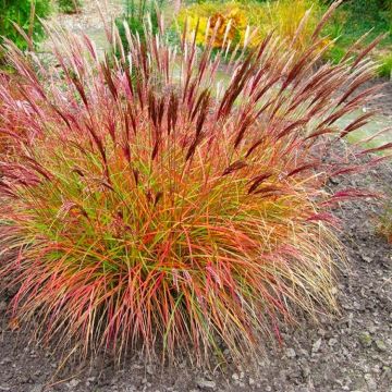 Miscanthus sinensis Red Chief - LARGE SPECIMEN