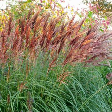 Miscanthus sinensis Volcano