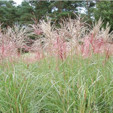 Miscanthus Sinensis Ferner Osten