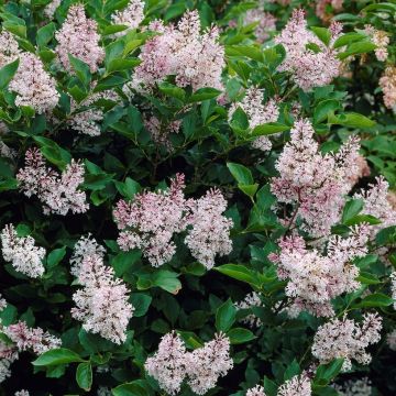 Syringa patula 'Miss Kim' - Lilac Tree