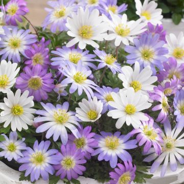 Anemone blanda Mix - Pack of 15 Bulbs