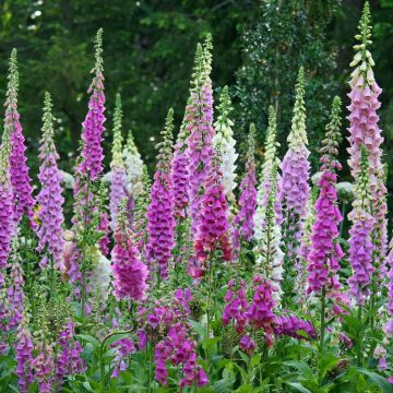 Digitalis purpurea Excelsior - Foxgloves in Bud
