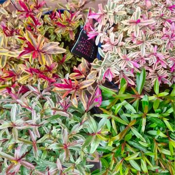 Evergreen Hebe Mini Mix - Pack of FIVE