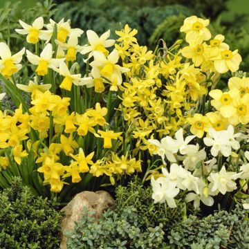 Narcissus Rockery Pastel Mix - Pack of 25 Bulbs