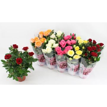 Beautiful Indoor Pot Roses in Assorted Colours