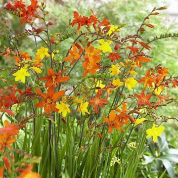 Crocosmia 'Molten Lava' - Mixed shades of Montbretia