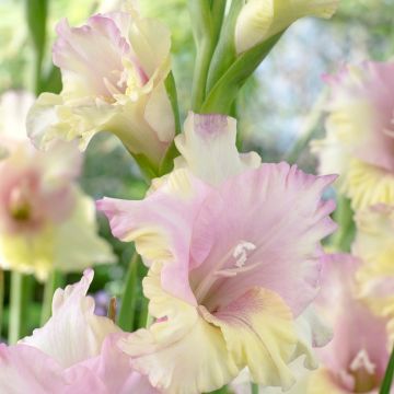 Gladiolus Mon Amour - Pack of 25 Gladioli Corms