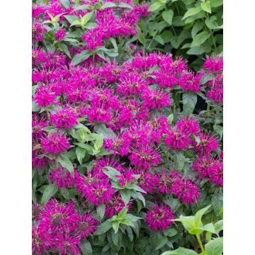 Monarda didyma Balmy Purple - Bee Balm