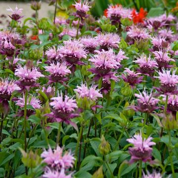 Monarda Beauty of Cobham - Bergamot - Bee Balm