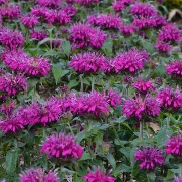 Monarda "Blue Stocking"