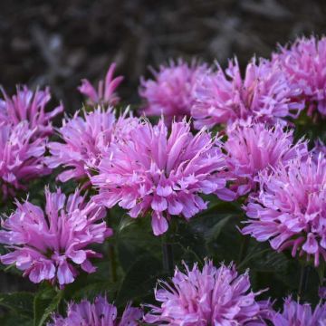 Monarda didyma "Sugar Buzz Pink Frosting"