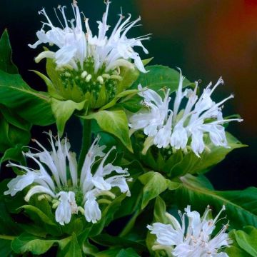 Monarda ''Snow Maiden'' (Schneewitchen) - Bergamot