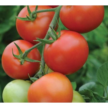 Tomato Plant Moneymaker
