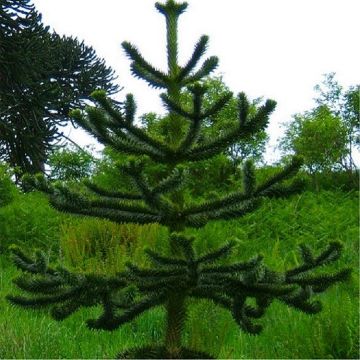 Monkey Puzzle Tree - Araucaria Araucana - Monkey Puzzle Tree - Medium