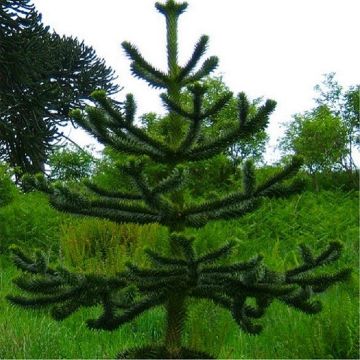 Monkey Puzzle Tree - Araucaria Araucana - Young Monkey Puzzle Tree