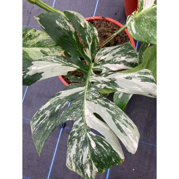 LARGE - Monstera deliciosa variegata - Variegated Swiss Cheese Plant