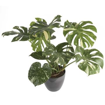 RARE Monstera deliciosa variegata - Thai Constellation - Variegated Swiss Cheese Plant - LARGE 80-100cm Plant