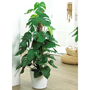 Monstera deliciosa - 70-80cm on Moss Pole - Swiss Cheese Plant