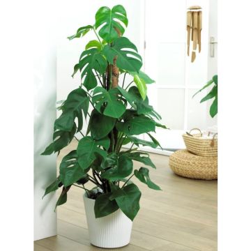 Monstera deliciosa - Swiss Cheese Plant XXL with Moss Pole