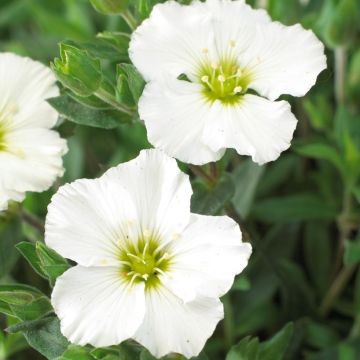 Arenaria Montana Blizzard - Mountain Daisy