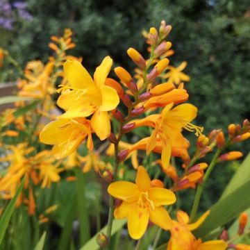 Crocosmia x crocosmiiflora 'Columbus' - Golden yellow Montbretia