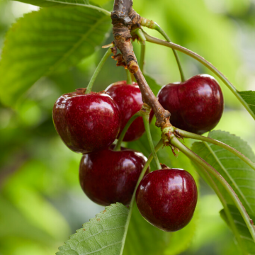Cherry Tree - Morello Patio