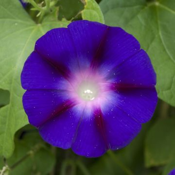 Ipomoea 'Grandpa Ott'