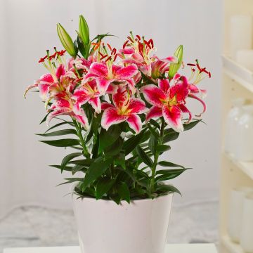 Oriental Lily in Bud & Bursting in to Bloom