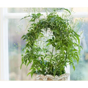 Perfumed Chinese Jasmin Trained on a Hoop in White Pot