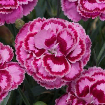 Dianthus Moulin Rouge