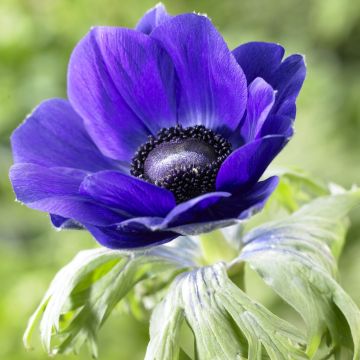 Anemone Mr Fokker - Pack of TEN Bulbs