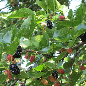Mulberry Tree - Illinois Everbearing (Morus)