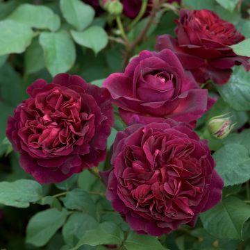 Rose Munstead Wood ® - David Austin ® Shrub Rose