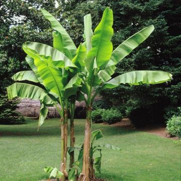 GIANT Hardy Banana - Musa basjoo - Hardy Japanese Banana Plants -150cms+