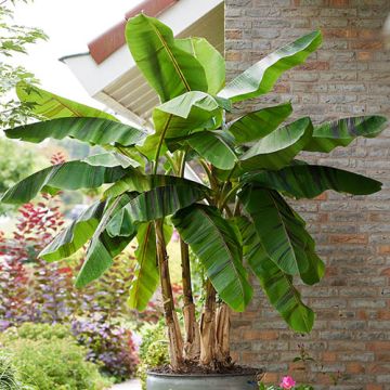 Musa sikkimensis ‘Ever Red’ - Hardy Darjeeling Banana  - EXTRA LARGE circa 140-160cms tall