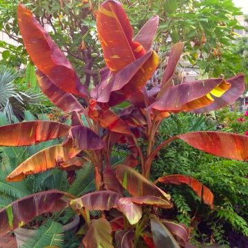 Musa Siam Ruby - Banana Plant