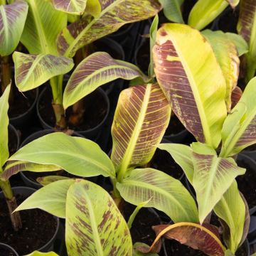 Musa Siam Ruby - Banana Plant