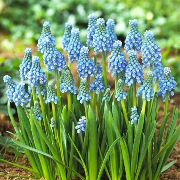 Muscari Blue Magic