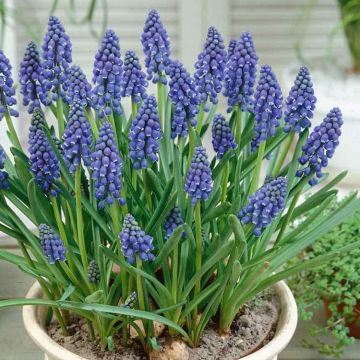 Muscari armeniacum - Blue Grape Hyacinth - Pack of TEN Bulbs