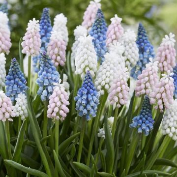 Muscari Pastel Mix - Pack of 15