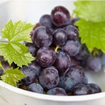 Vitis 'Muscat Bleu' - Grape Vine