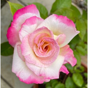Rosa 'You're My Everything' - Hybrid Tea Rose