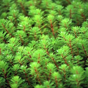 Myriophyllum red stem