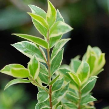 Myrtus communis compacta Variegata - Variegated Myrtle