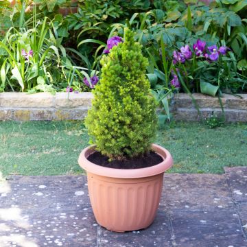 Picea glauca Conica - Dwarf alberta Spruce